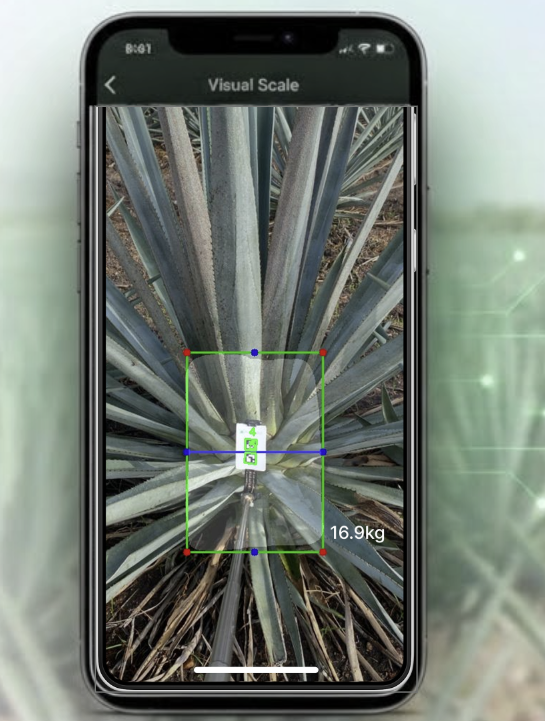 Visual Scale Rendering